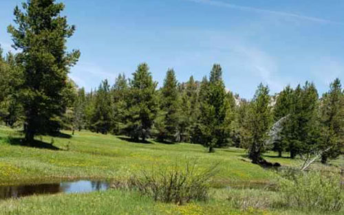 Lower Piute Meadows